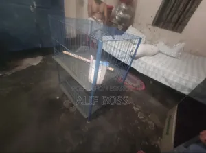 খাঁচা ফুল ফ্রেশ একেবারে নতুন 18 দিন ব্যবহার করা হয়েছিল