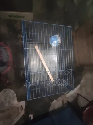 খাঁচা ফুল ফ্রেশ একেবারে নতুন 18 দিন ব্যবহার করা হয়েছিল