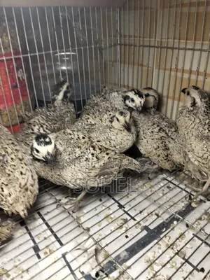 Snowflake Bobwhite