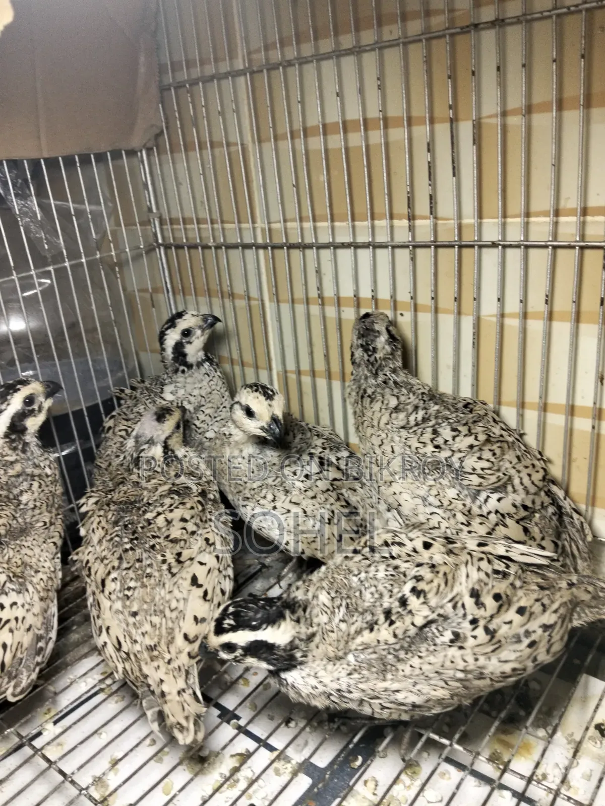 Snowflake Bobwhite