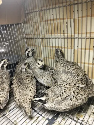 Snowflake Bobwhite