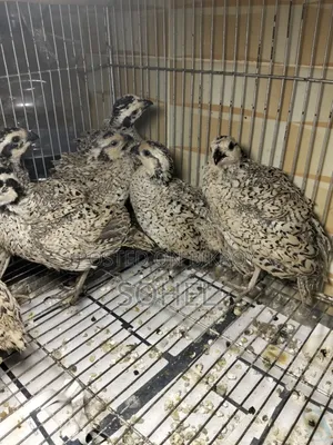 Snowflake Bobwhite