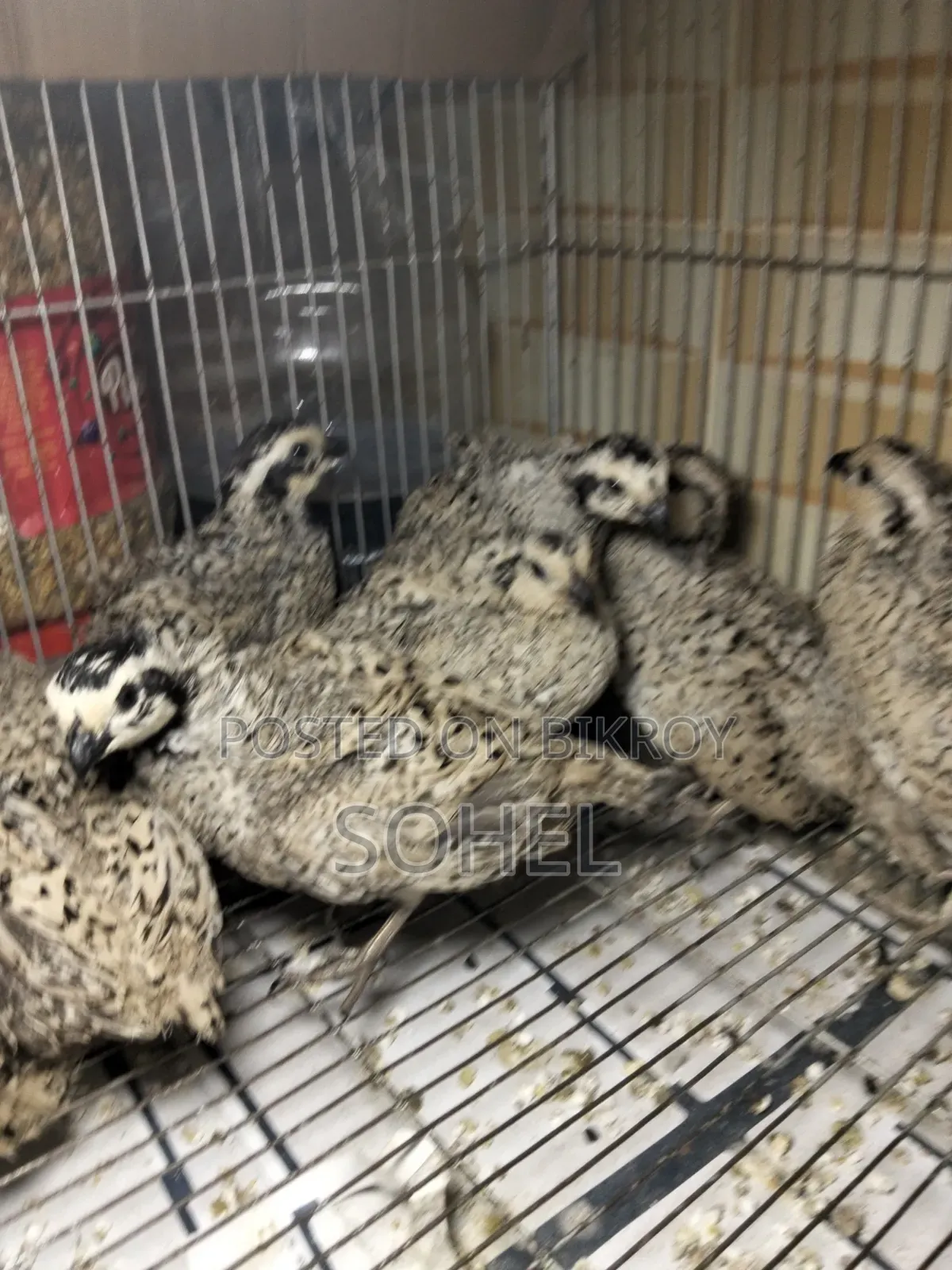 Snowflake Bobwhite