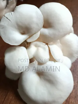 তাজা অয়েস্টার মাশরুম বিক্রয়