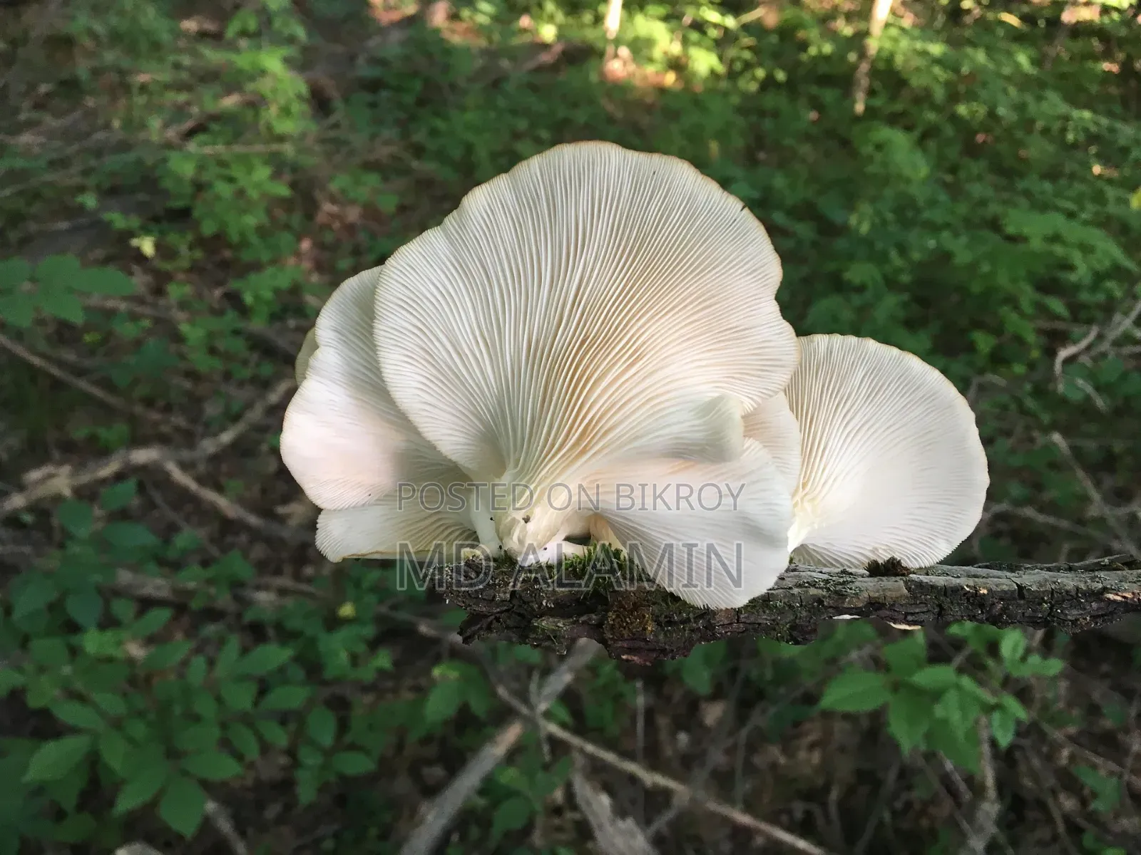 Fresh Oyster Mushroom for Sale