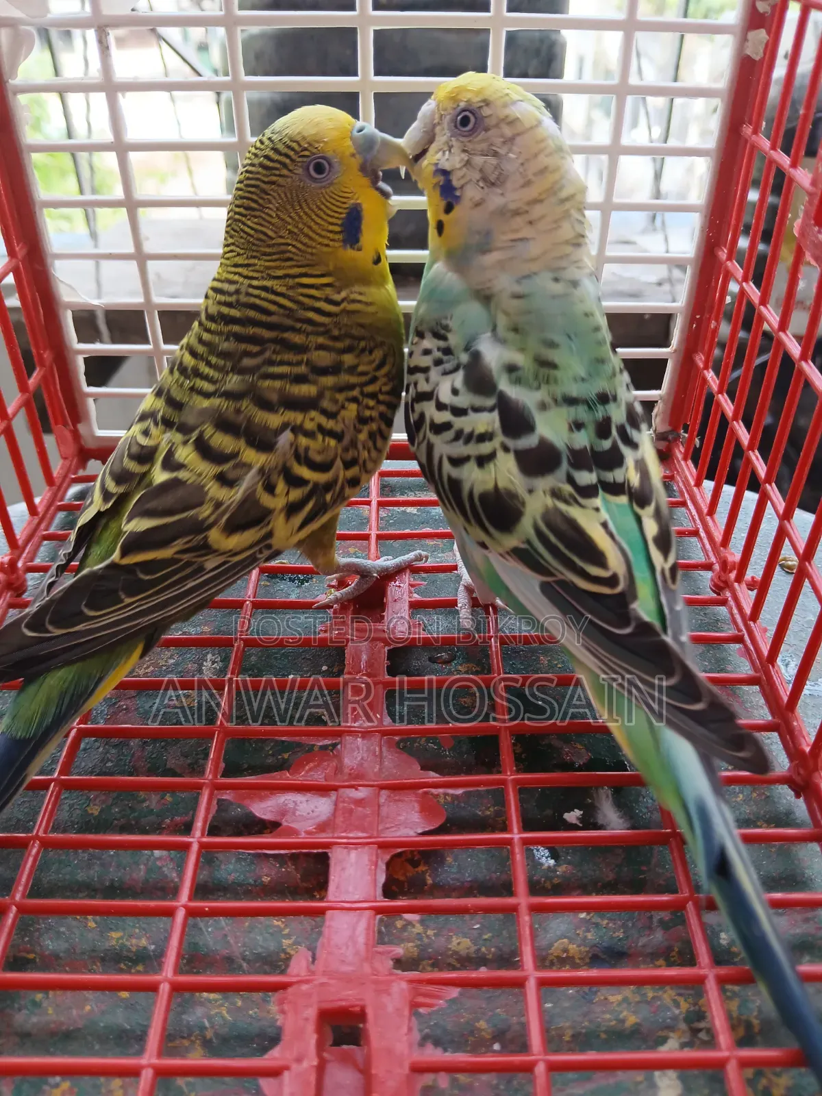 Running Budgie birds with chicks