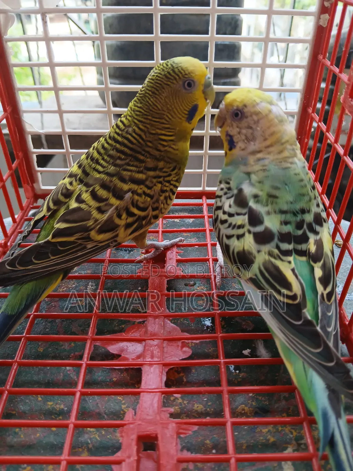 Running Budgie birds with chicks