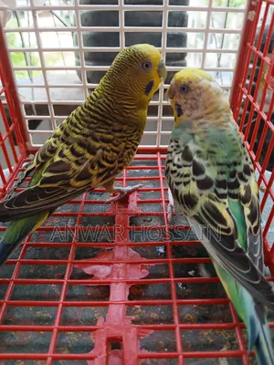 Running Budgie birds with chicks