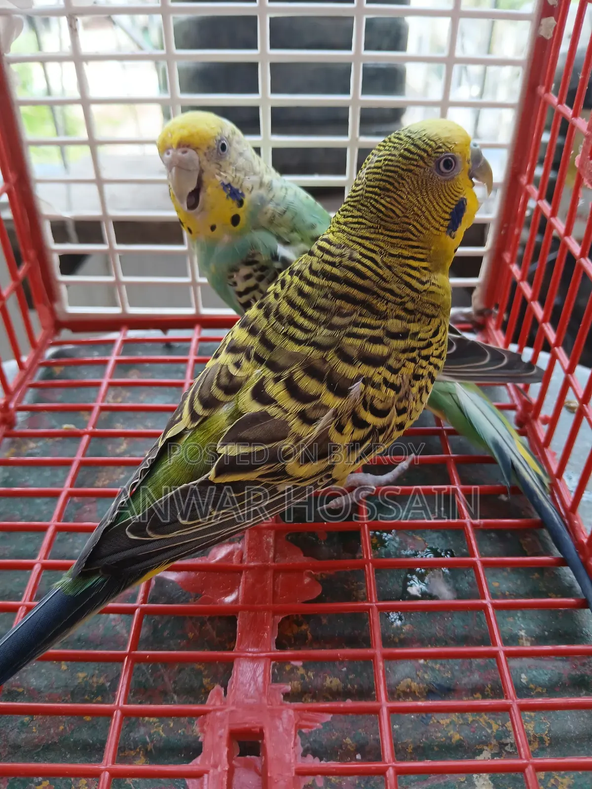Running Budgie birds with chicks