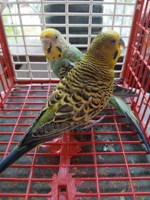 Running Budgie birds with chicks