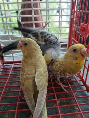 Running Budgie birds with chicks