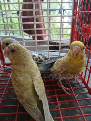 Running Budgie birds with chicks