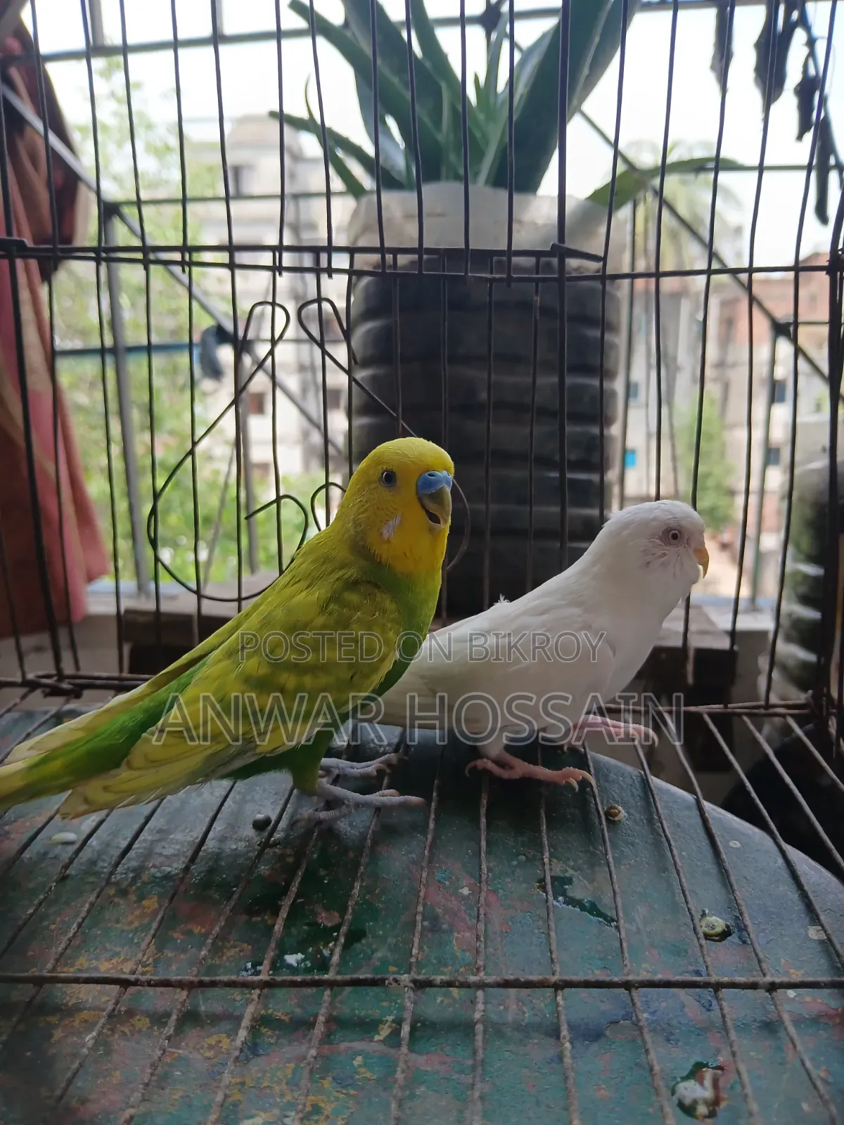 Budgerigar birds for sale