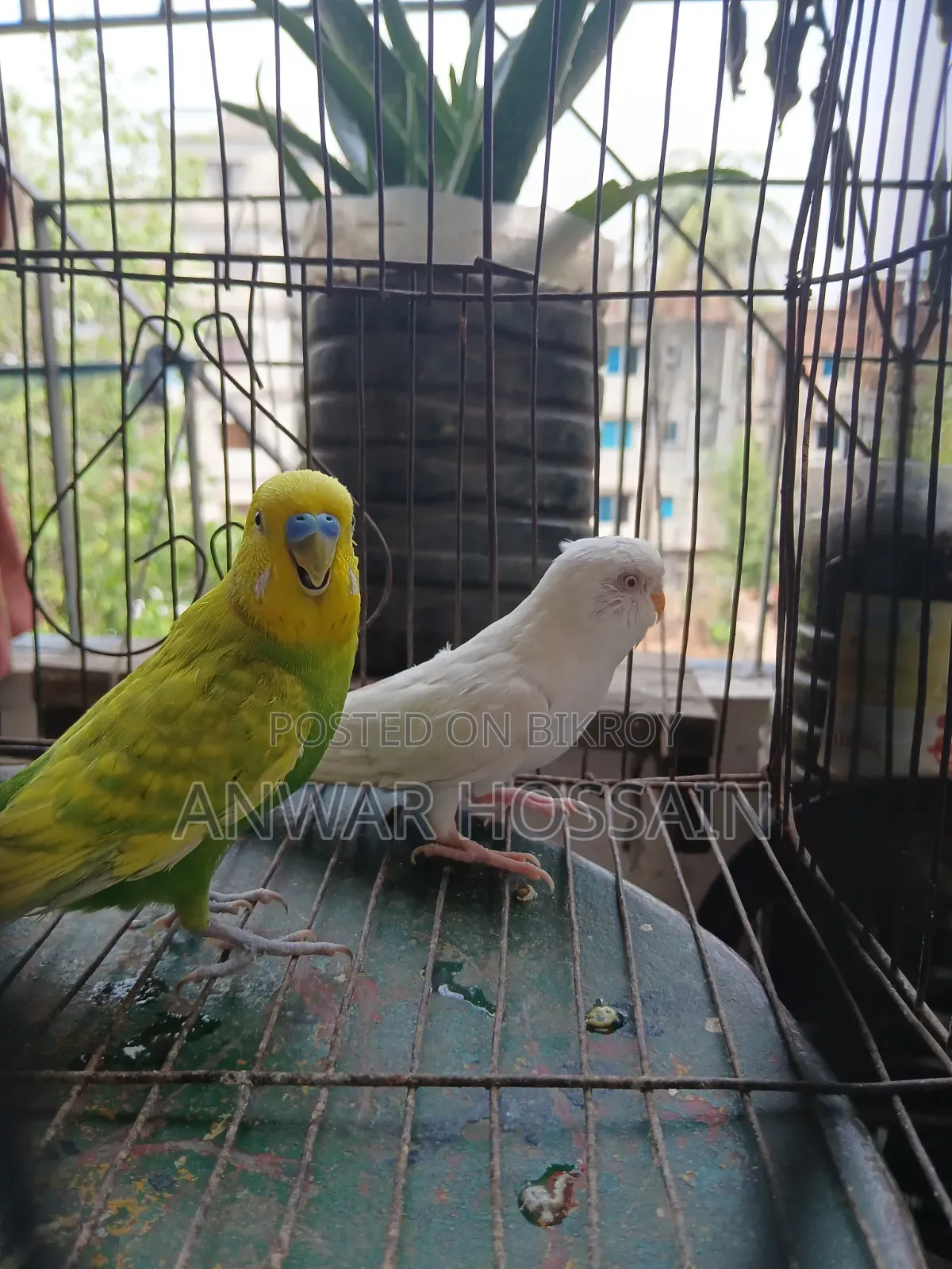 Budgerigar birds for sale