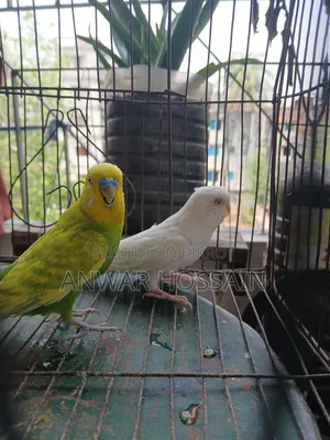 Budgerigar birds for sale