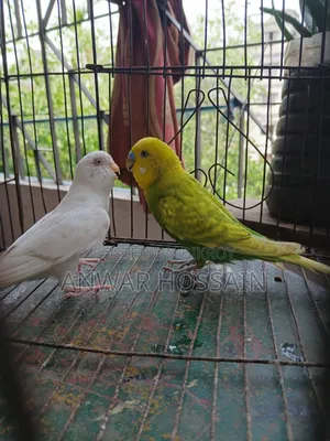 Budgerigar birds for sale