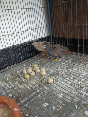 King Quail birds for sale