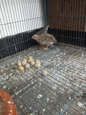 King Quail birds for sale