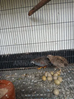 King Quail birds for sale