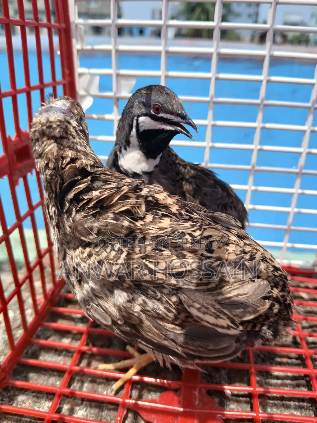 King Quail birds for sale
