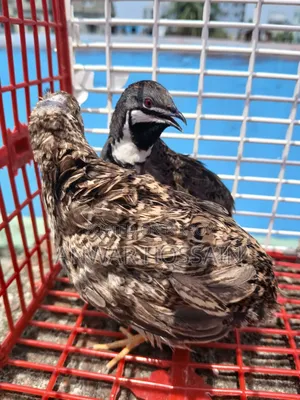 King Quail birds for sale