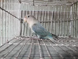 Lovebird