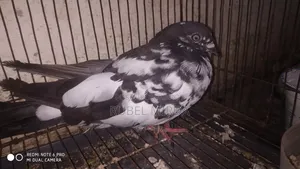 Pakistani Pigeon
