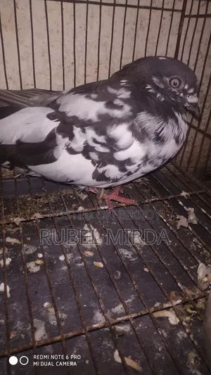 Pakistani Pigeon