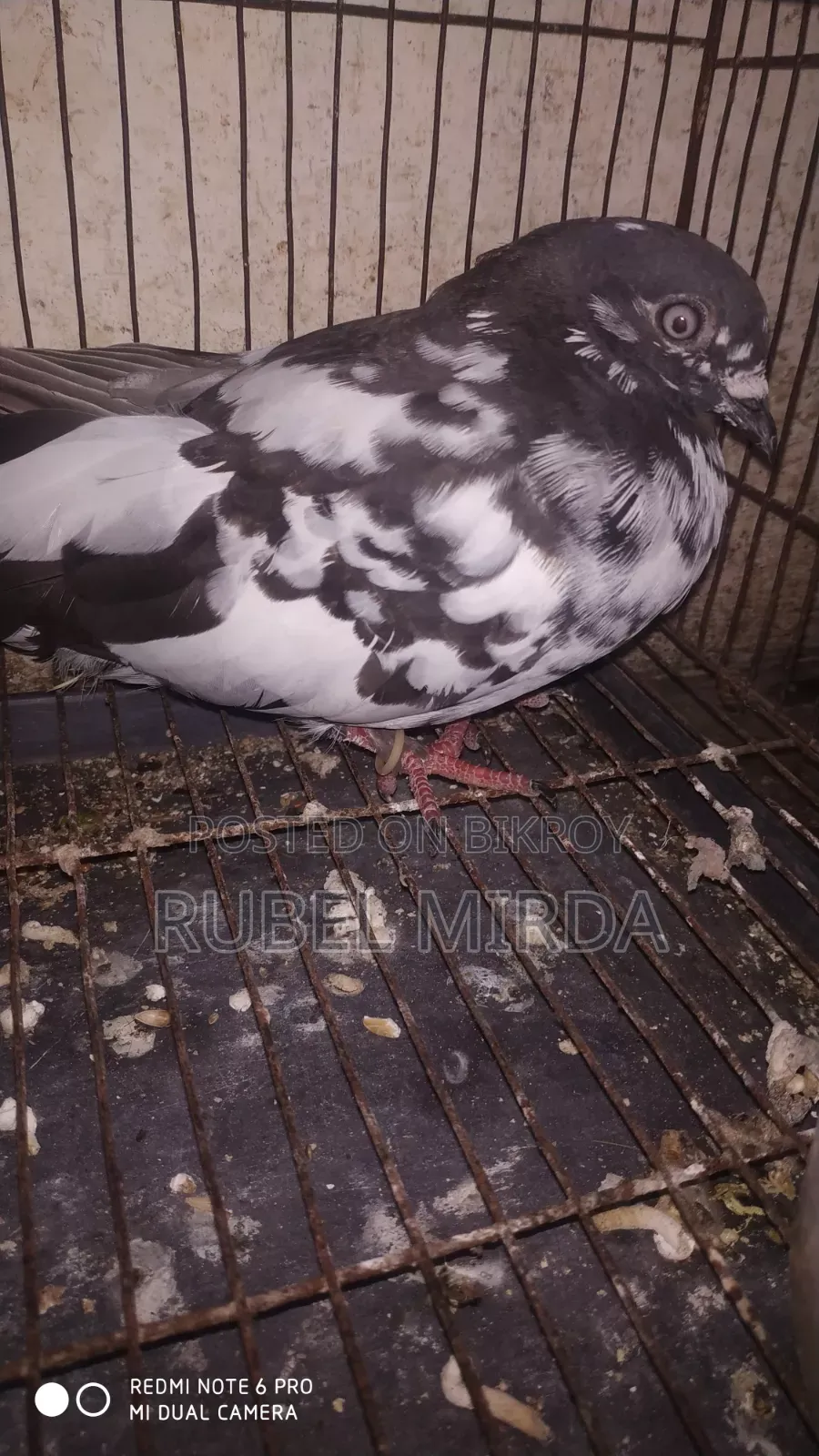 Pakistani Pigeon