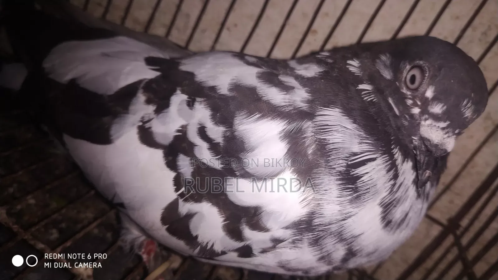 Pakistani Pigeon
