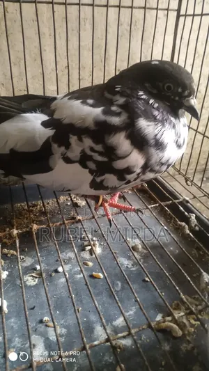 Pakistani Pigeon