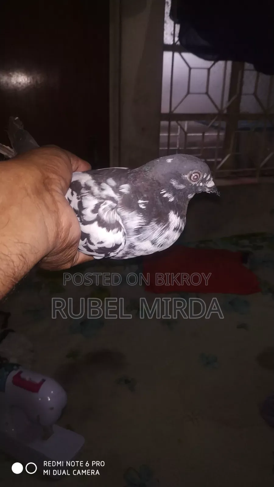 Pakistani Pigeon