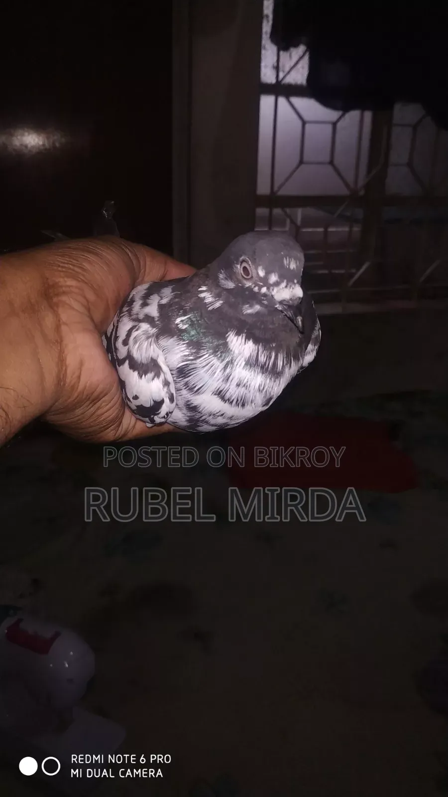 Pakistani Pigeon