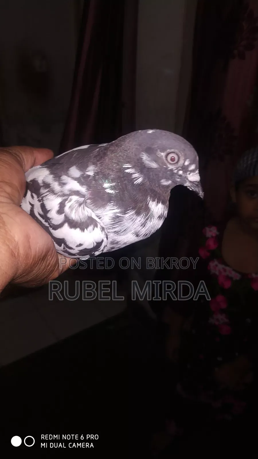 Pakistani Pigeon