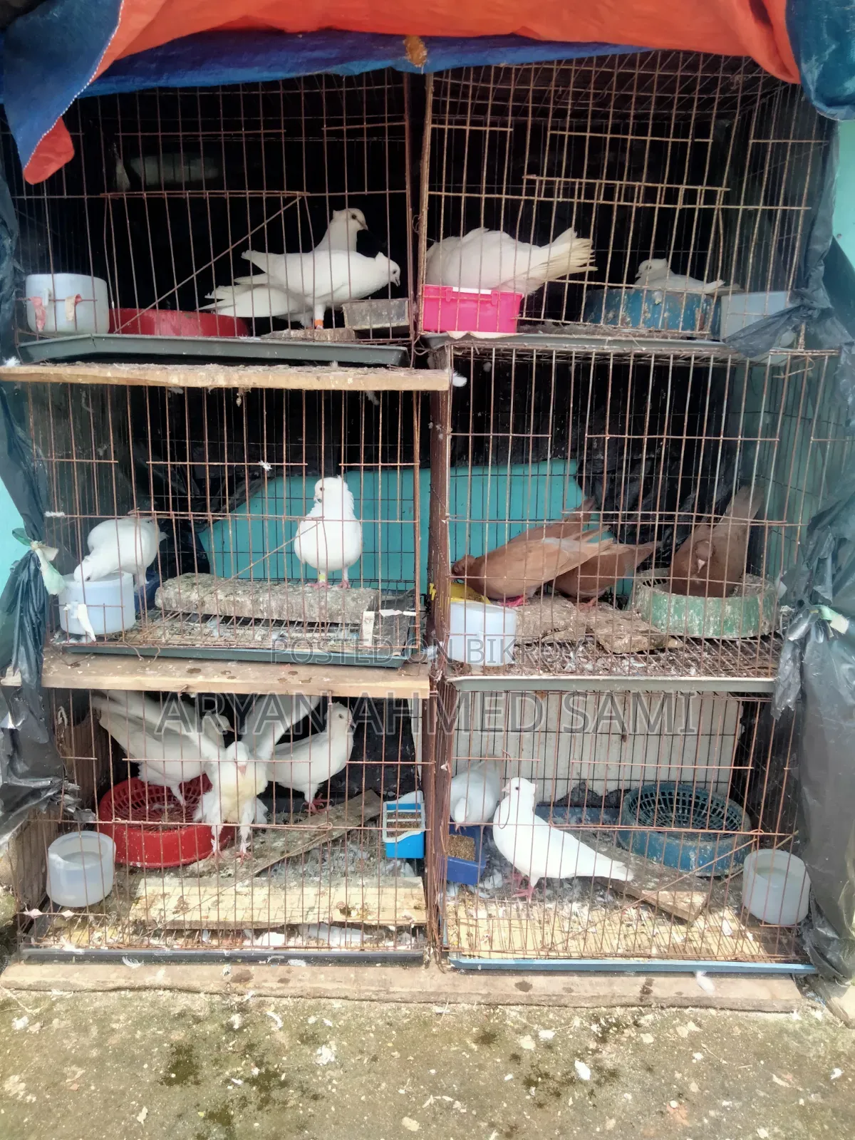 High-quality pigeons for sale