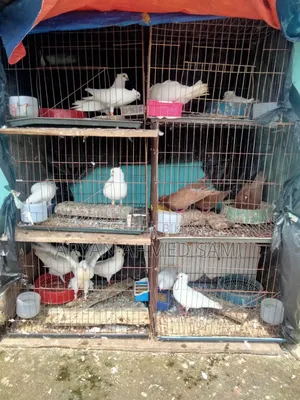 High-quality pigeons for sale