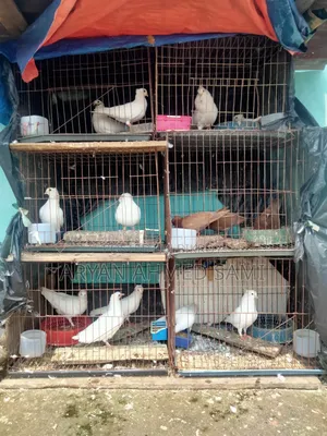 High-quality pigeons for sale