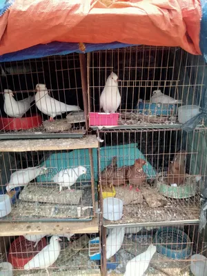 High-quality pigeons for sale