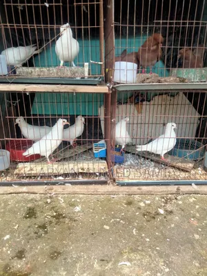 High-quality pigeons for sale