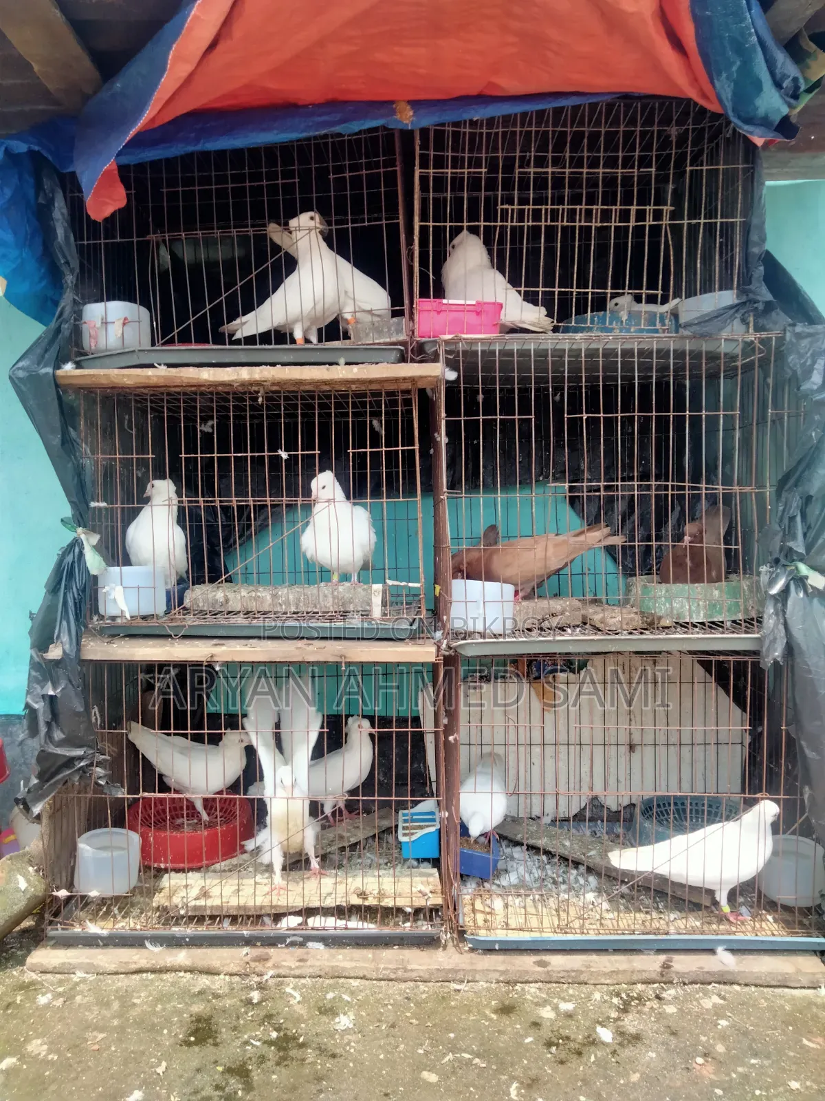 High-quality pigeons for sale