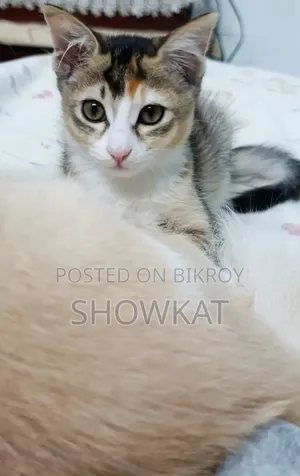 3-6 Months Female Mixed Breed Persian