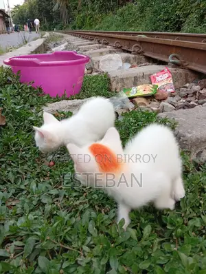 0-1 Month Female Purebred Persian