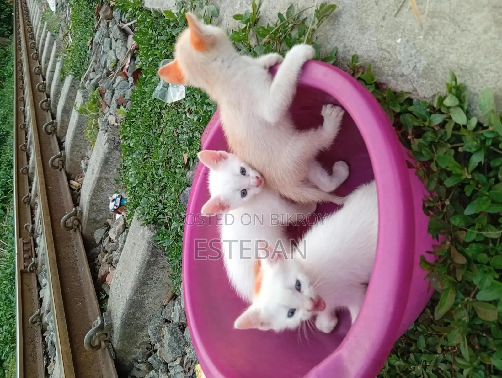 0-1 Month Female Purebred Persian