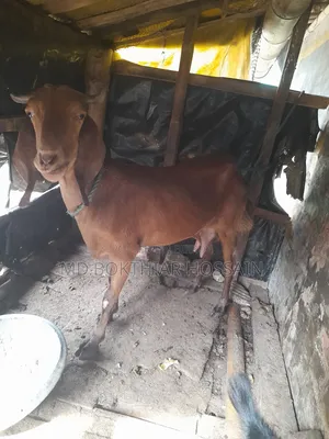 Two goats will be sold