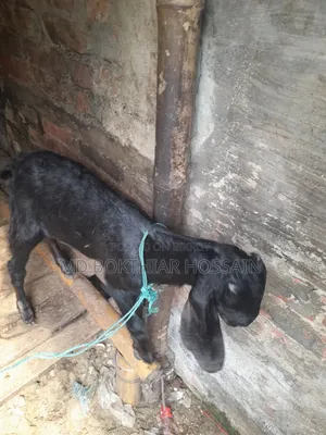 Two goats will be sold