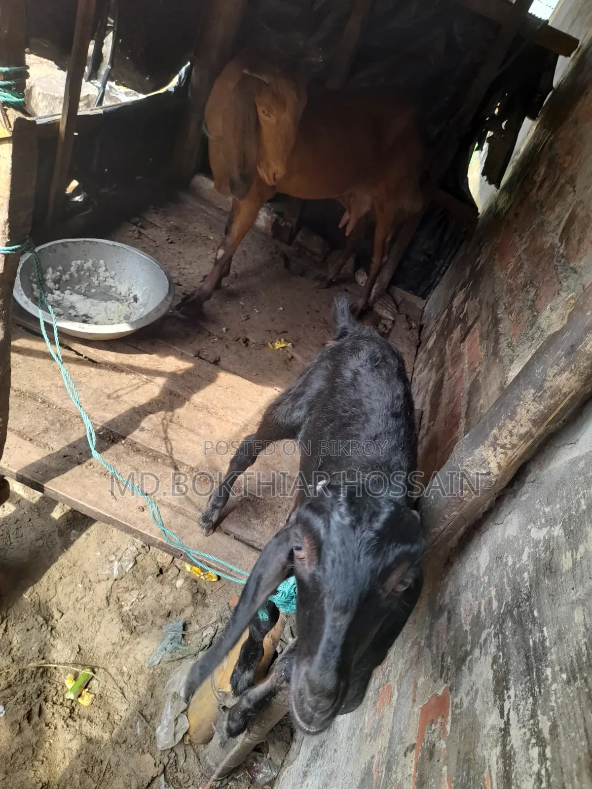 Two goats will be sold