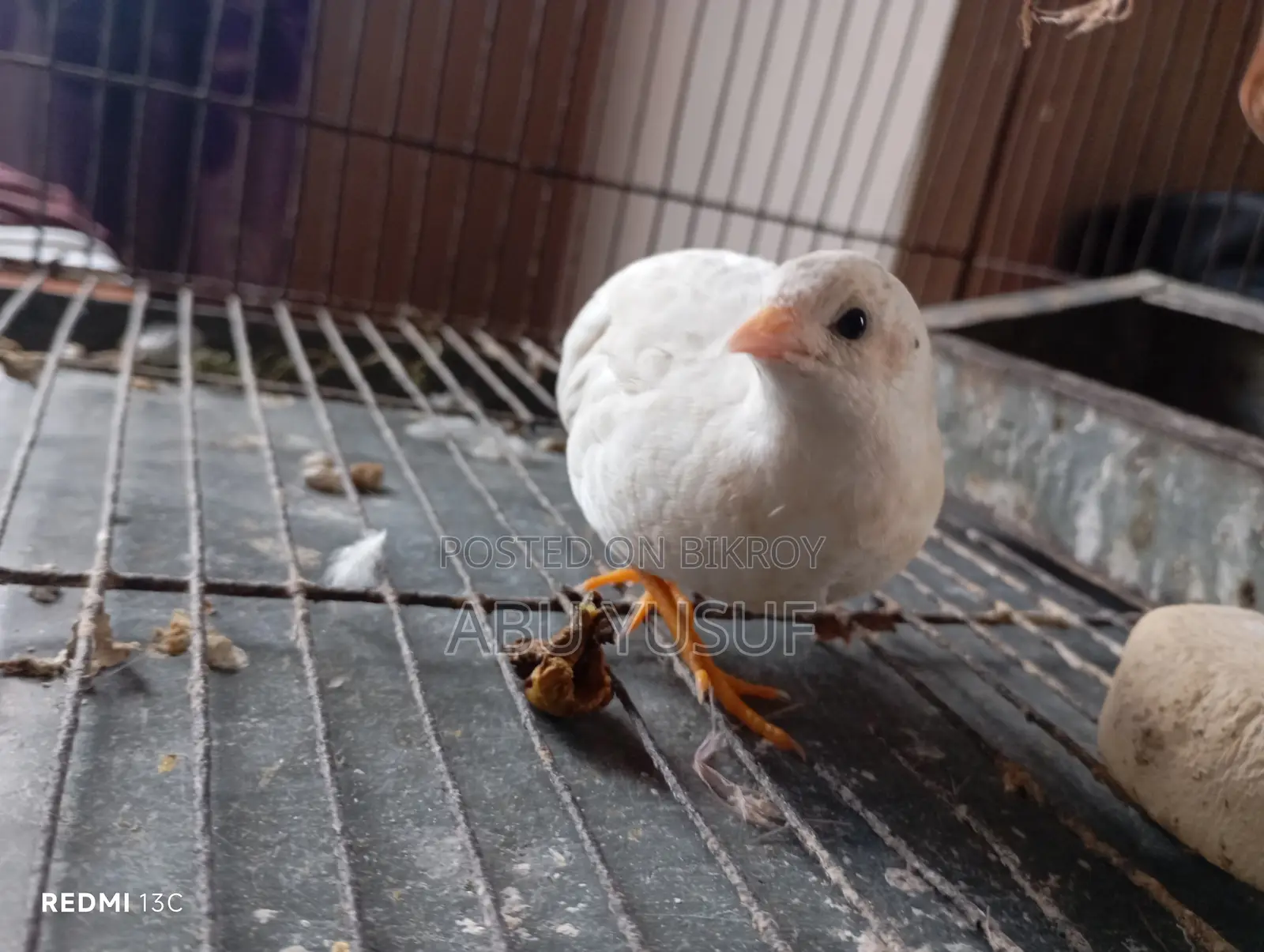 Running White Male King Quail