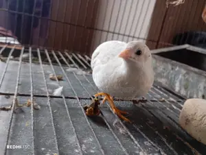 Running White Male King Quail