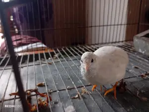 Running White Male King Quail