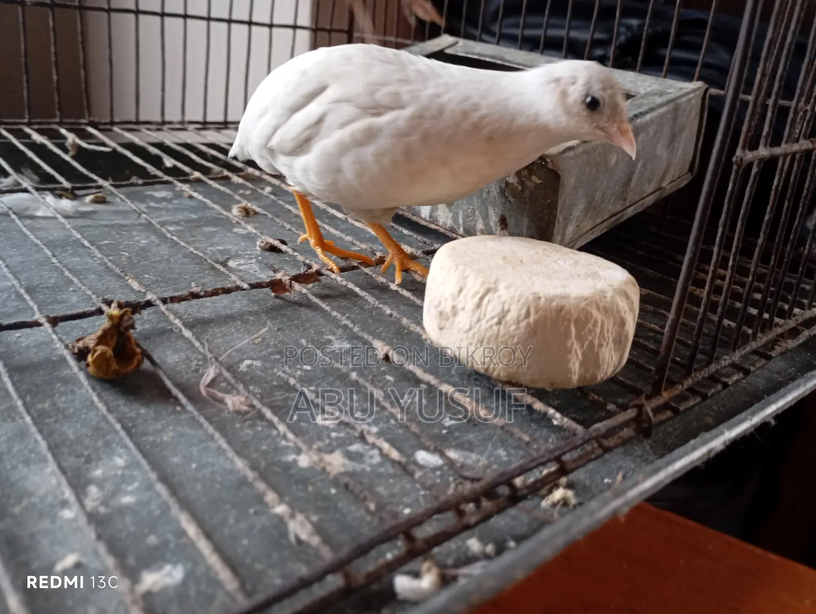 Running White Male King Quail